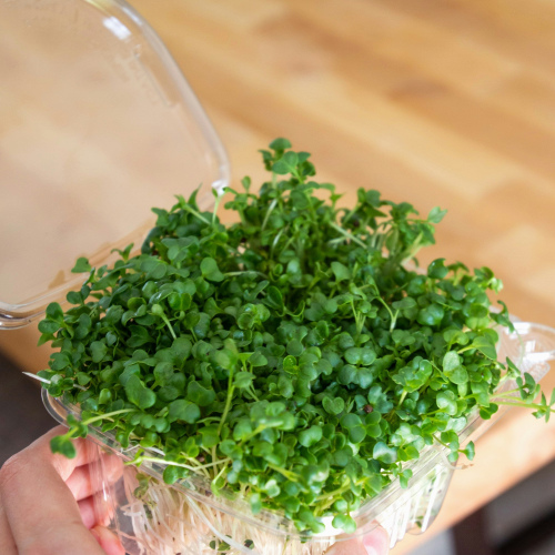 Radish Microgreens