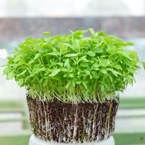 Broccoli Microgreens