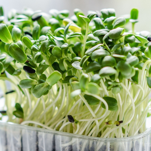 Sunflower Microgreens